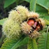 3 Dunstan Hybrid Chestnut Trees Live Plant 12-24in Tall Quart Pot Outdoor - Image 1