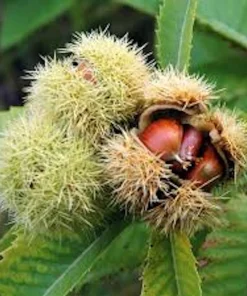 3 Dunstan Hybrid Chestnut Trees Live Plant 12-24in Tall Quart Pot Outdoor - Image 1