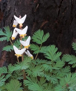 3 Dutchman Breeches Bare Root - Dicentra cucullaria Wildflower - Image 6