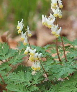 3 Dutchman Breeches Bare Root - Dicentra cucullaria Wildflower - Image 8