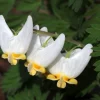 3 Dutchman Breeches Bare Root - Dicentra cucullaria Wildflower - Image 1
