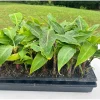 3 Dwarf Cavendish Banana Plant Plugs - Cold Hardy Tropical Fruit Tree - Image 1