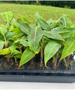 3 Dwarf Cavendish Banana Plant Plugs - Cold Hardy Tropical Fruit Tree - Image 1