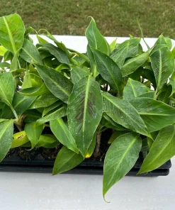 3 Dwarf Cavendish Banana Plant Plugs - Cold Hardy Tropical Fruit Tree - Image 3