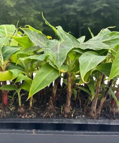 3 Dwarf Cavendish Banana Plant Plugs - Cold Hardy Tropical Fruit Tree - Image 4