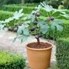 3 Dwarf Fig Tree Starter Plants – Fignomenal – Self-Fertile Perennial - Image 1