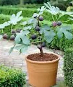 3 Dwarf Fig Tree Starter Plants – Fignomenal – Self-Fertile Perennial - Image 1