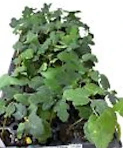 3 Dwarf Fig Tree Starter Plants – Fignomenal – Self-Fertile Perennial - Image 2