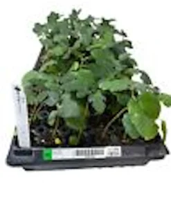 3 Dwarf Fig Tree Starter Plants – Fignomenal – Self-Fertile Perennial - Image 3