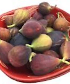 3 Dwarf Fig Tree Starter Plants – Fignomenal – Self-Fertile Perennial - Image 4