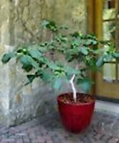 3 Dwarf Fig Tree Starter Plants – Fignomenal – Self-Fertile Perennial - Image 5