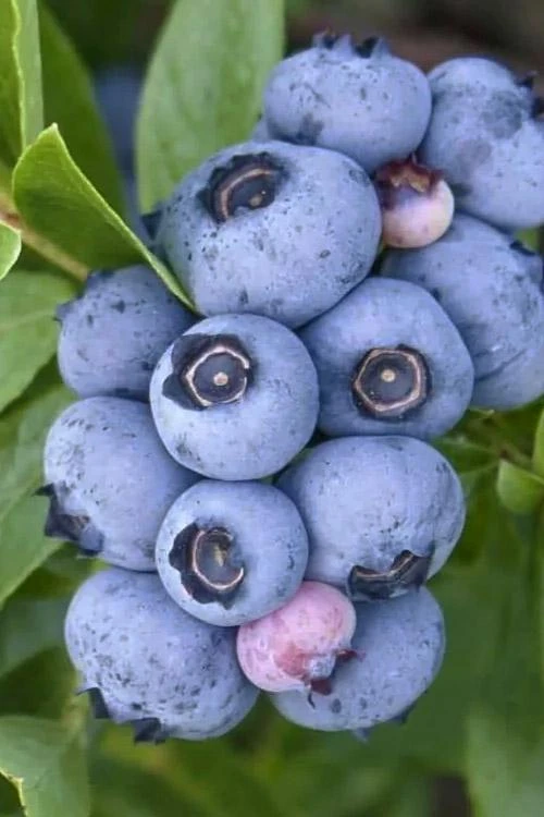 3 Emerald Blueberry Starter Plug Plants - Vaccinium corymbosum - Image 2