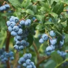 3 Emerald Blueberry Starter Plug Plants - Vaccinium corymbosum - Image 1