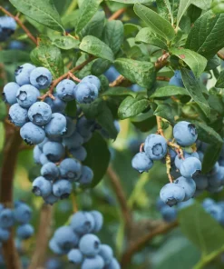 3 Emerald Blueberry Starter Plug Plants - Vaccinium corymbosum - Image 1