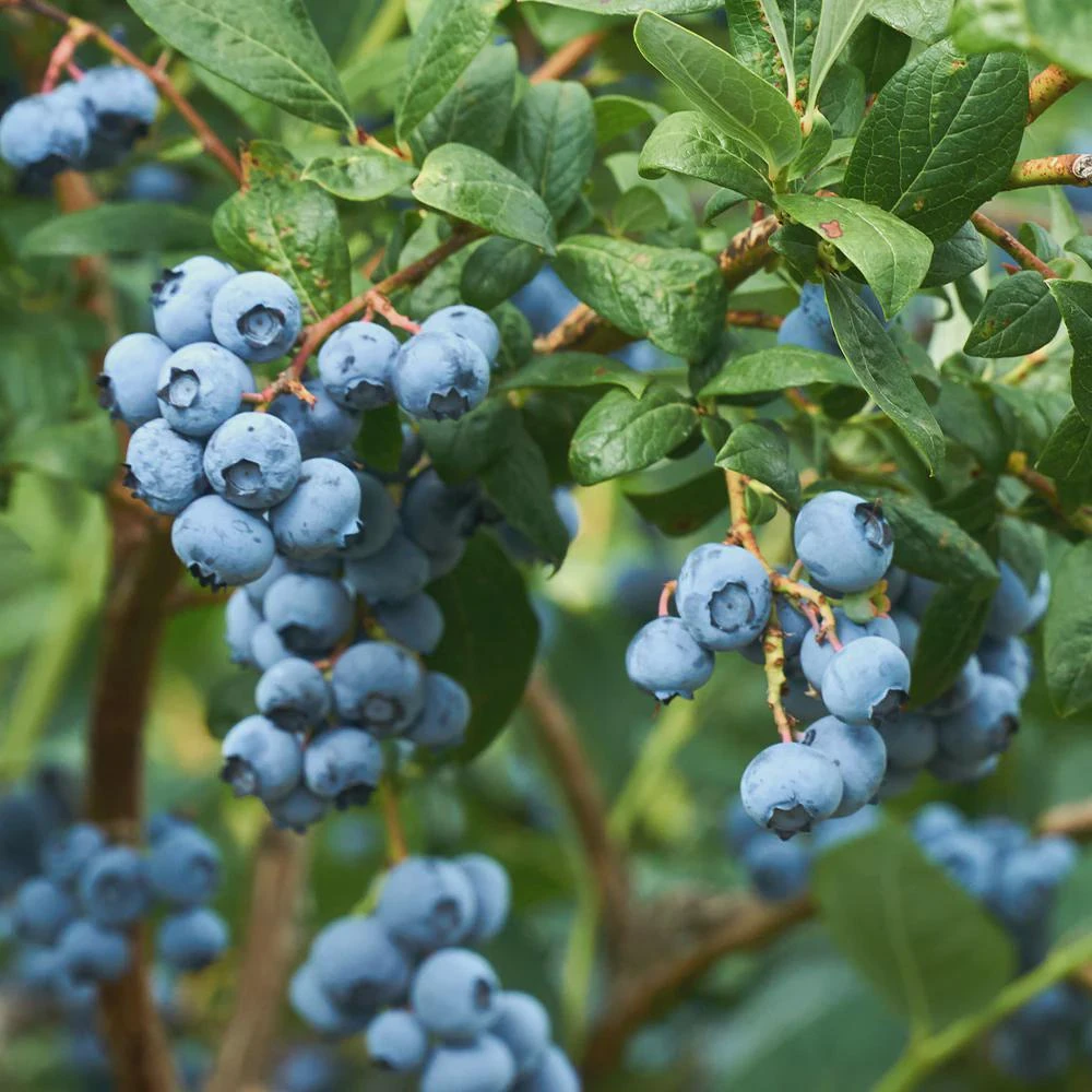 3 Emerald Blueberry Starter Plug Plants - Vaccinium corymbosum - Image 6