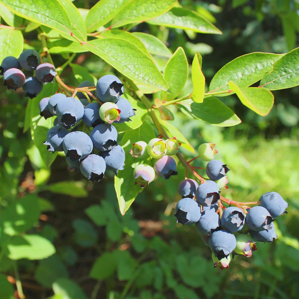 3 Emerald Blueberry Starter Plug Plants - Vaccinium corymbosum - Image 7