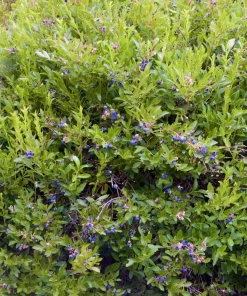 3 Emerald Blueberry Starter Plug Plants - Vaccinium corymbosum - Image 8