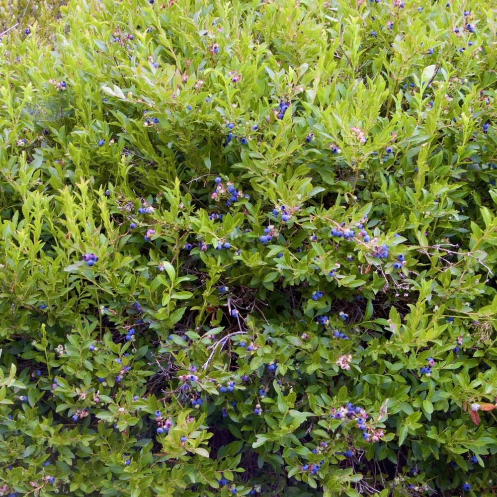 3 Emerald Blueberry Starter Plug Plants - Vaccinium corymbosum - Image 8