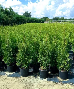 3 Emerald Green Arborvitae Tree Live Plants – Bare Root Privacy Evergreen - Image 3