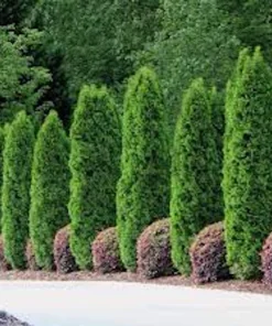 3 Emerald Green Arborvitae Tree Live Plants – Bare Root Privacy Evergreen - Image 5