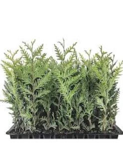 3 Emerald Green Arborvitae Tree Live Plants – Bare Root Privacy Evergreen - Image 1