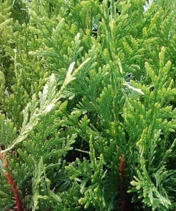 3 Emerald Green Arborvitae Tree Live Plants – Bare Root Privacy Evergreen - Image 8