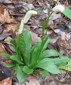 3 False Unicorn Plants Chamaelirium Luteum Bare Root Wildflower Organic - Image 2