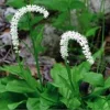 3 False Unicorn Plants Chamaelirium Luteum Bare Root Wildflower Organic - Image 1