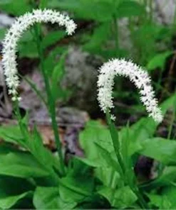 3 False Unicorn Plants Chamaelirium Luteum Bare Root Wildflower Organic - Image 1