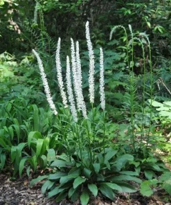 3 False Unicorn Plants Chamaelirium Luteum Bare Root Wildflower Organic - Image 4