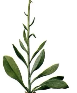 3 False Unicorn Plants Chamaelirium Luteum Bare Root Wildflower Organic - Image 5