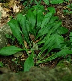 3 False Unicorn Plants Chamaelirium Luteum Bare Root Wildflower Organic - Image 6