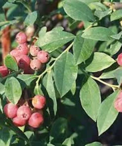 3 Florida Rose Rabbiteye Blueberry Live Plant - Fruit Bush Perennial - Image 2