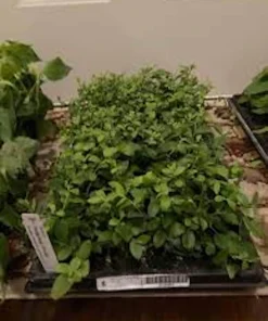 3 Florida Rose Rabbiteye Blueberry Live Plant - Fruit Bush Perennial - Image 3