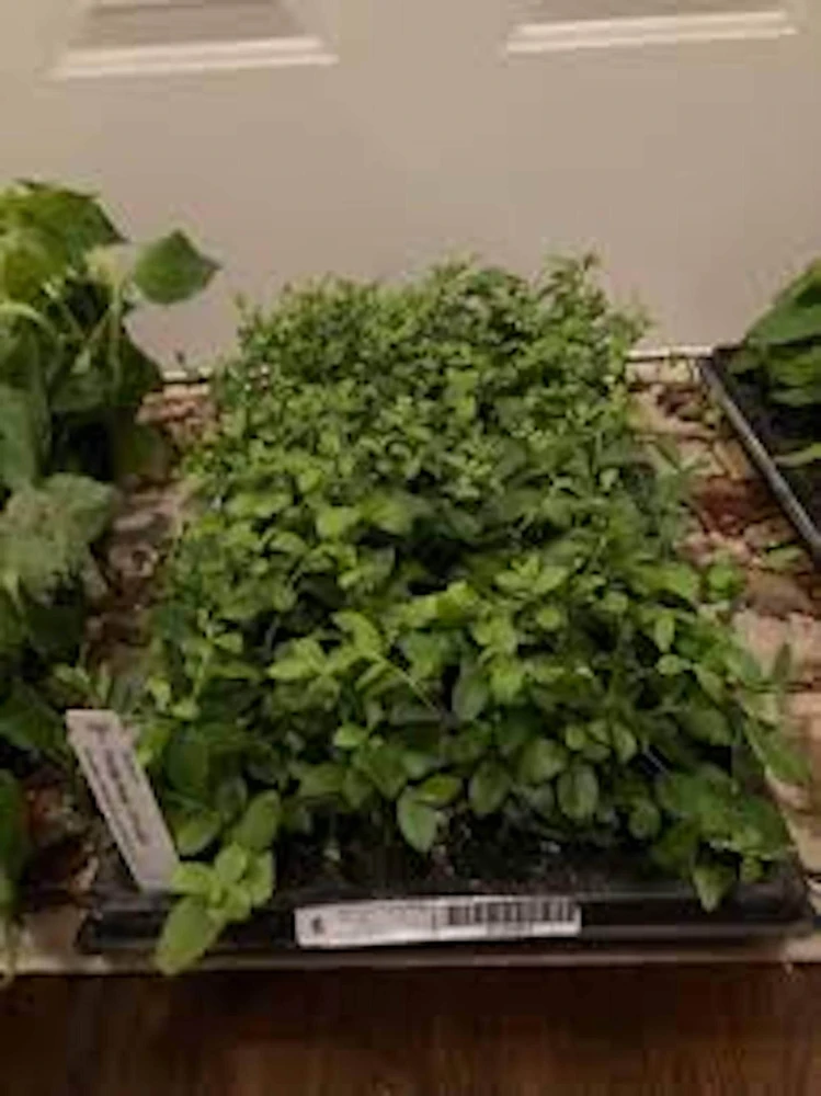 3 Florida Rose Rabbiteye Blueberry Live Plant - Fruit Bush Perennial - Image 3