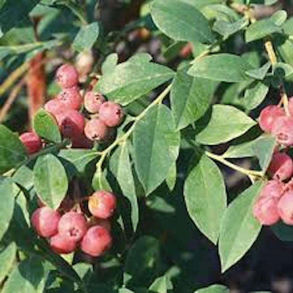 3 Florida Rose Rabbiteye Blueberry Live Plant - Fruit Bush Perennial - Image 5