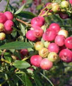 3 Florida Rose Rabbiteye Blueberry Live Plant - Fruit Bush Perennial - Image 6
