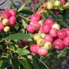 3 Florida Rose Rabbiteye Blueberry Live Plant - Fruit Bush Perennial - Image 1