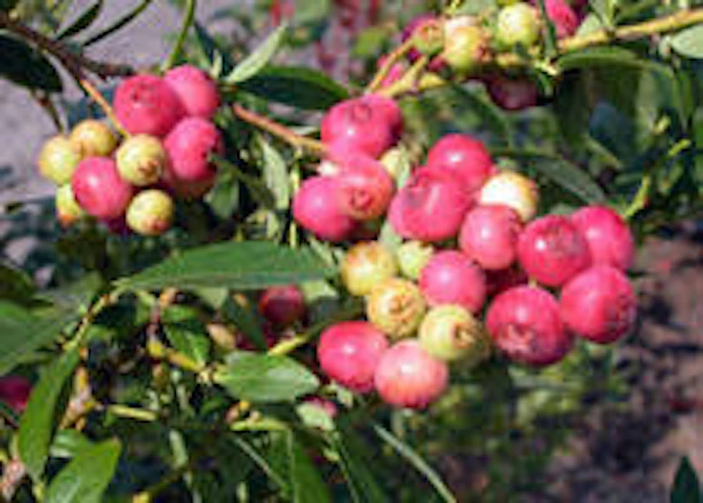 3 Florida Rose Rabbiteye Blueberry Live Plant - Fruit Bush Perennial - Image 1