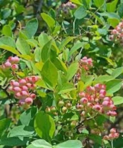 3 Florida Rose Rabbiteye Blueberry Live Plant - Fruit Bush Perennial - Image 8