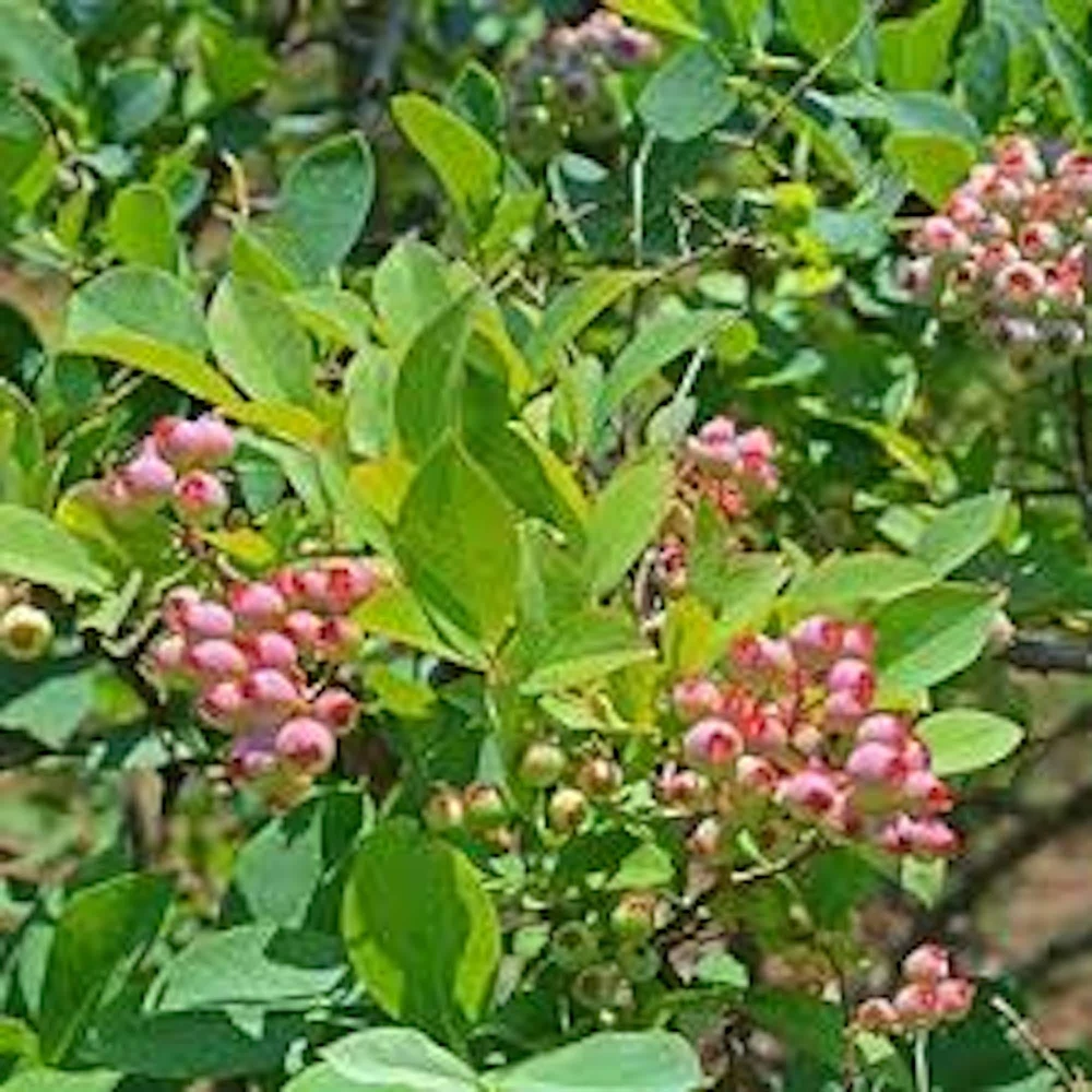 3 Florida Rose Rabbiteye Blueberry Live Plant - Fruit Bush Perennial - Image 8