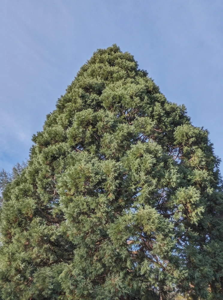 3 Giant Sequoia Starter Trees Bare Root - 6-12" Tall Live Plant - Image 2
