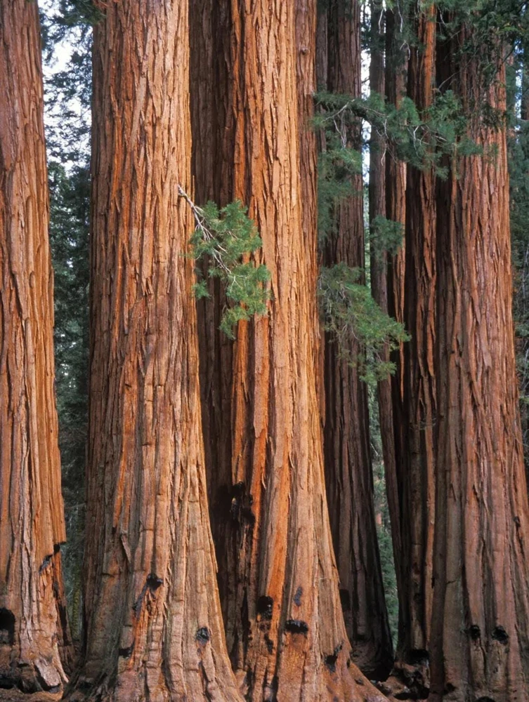 3 Giant Sequoia Starter Trees Bare Root - 6-12" Tall Live Plant - Image 3