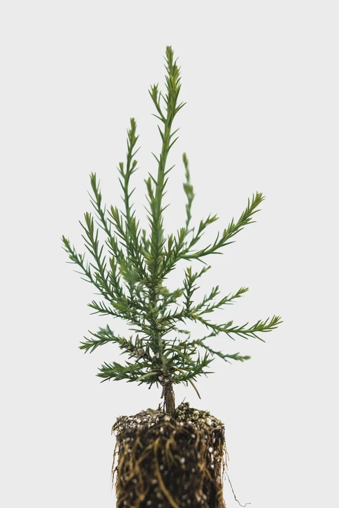 3 Giant Sequoia Starter Trees Bare Root - 6-12" Tall Live Plant - Image 4