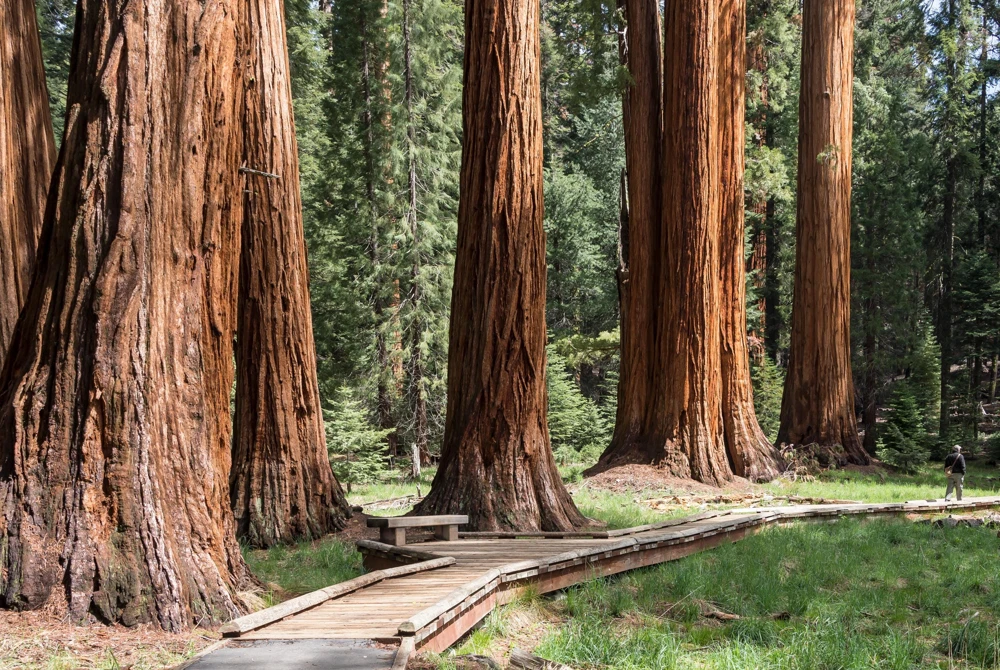3 Giant Sequoia Starter Trees Bare Root - 6-12" Tall Live Plant - Image 1