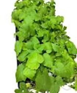3 Glencoe Thornless Raspberry Plants - Purple Fruit Bush Perennial - Image 2