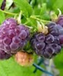 3 Glencoe Thornless Raspberry Plants - Purple Fruit Bush Perennial - Image 5