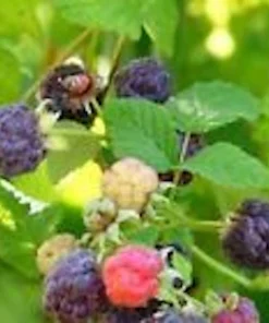 3 Glencoe Thornless Raspberry Plants - Purple Fruit Bush Perennial - Image 1