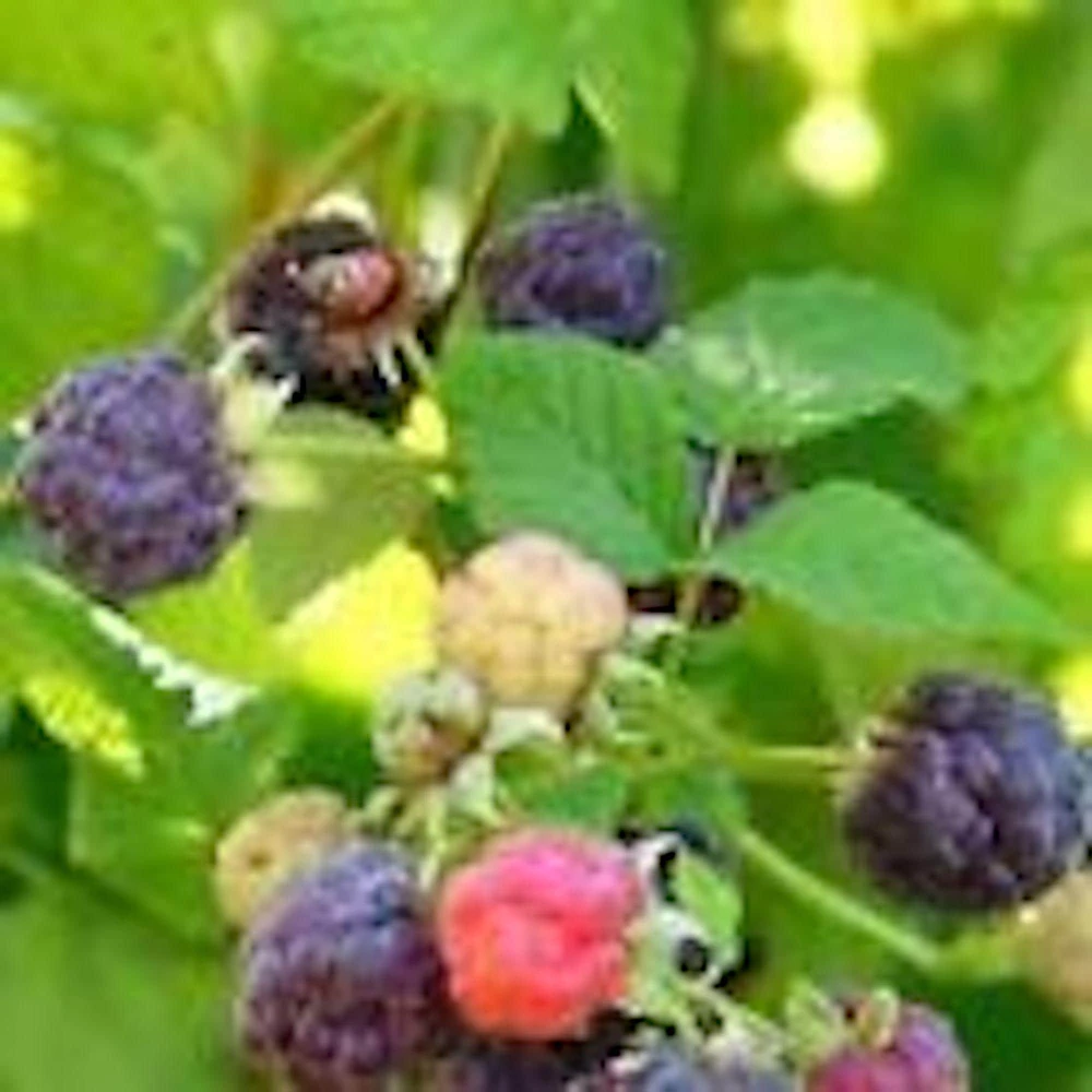 3 Glencoe Thornless Raspberry Plants - Purple Fruit Bush Perennial - Image 1