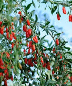 3 Goji Berry Live Plants - Lycium barbarum Fruit Starter Plants - Image 3